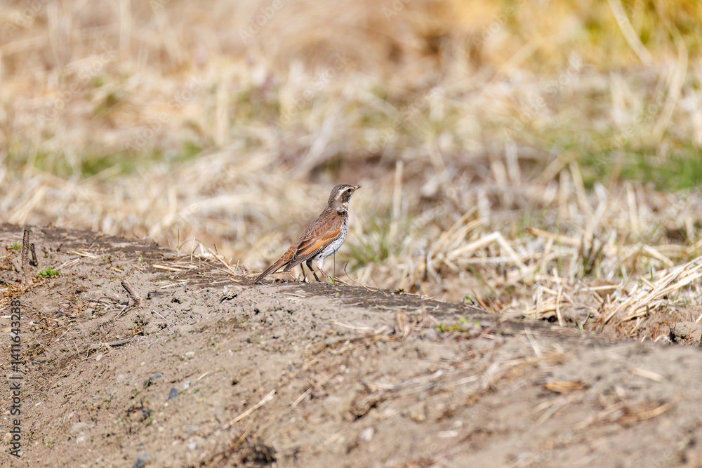 飛び立つツグミ(ツグミ科)
英名学名:Dusky Thrush (Turdus eunomus)
栃木県栃木市渡良瀬遊水地-2025
飛び立つツグミ(ツグミ科)
英名学名:Dusky Thrush (Turdus eunomus)
栃木県栃木市渡良瀬遊水地-2025