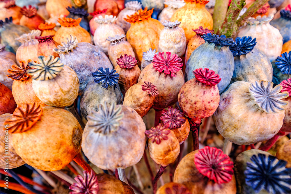 Colorful poppy seed pods arranged in a vibrant display at a local market during autumn season showcasing natural beauty and artistry