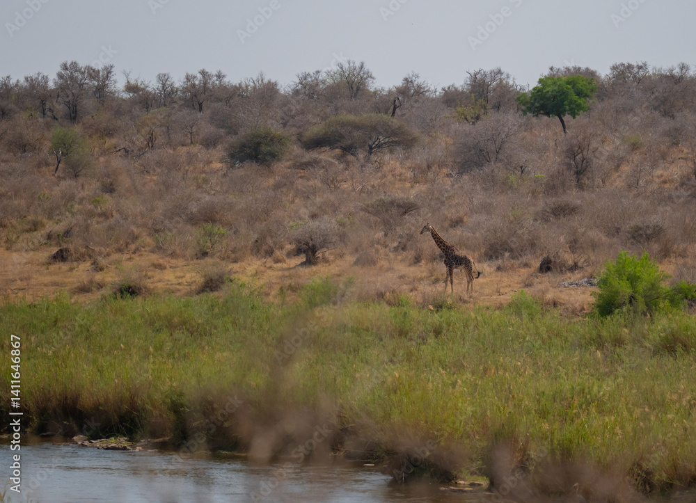 Giraffe im Busch vom Krüger National Park - Kruger Nationalpark Südafrika
