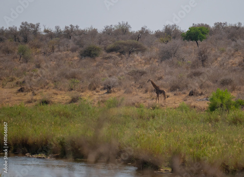 Obraz na płótnie Giraffe im Busch vom Krüger National Park - Kruger Nationalpark Südafrika w salonie
