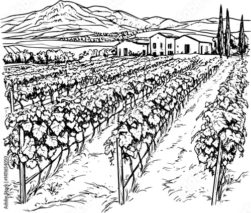 Blueprint design of Vineyard, Vineyard line art vector graphic
