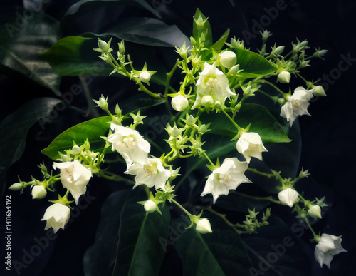 A bouquet of white flowers with both buds and blooms.