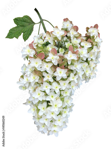 白いカシワバアジサイの花と葉