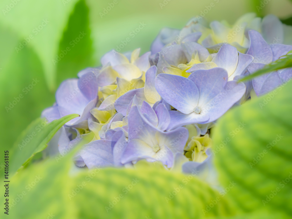 梅雨から初夏の公園や花壇を彩るアジサイのある風景。木漏れ日の光でボケた景色。ぼんやりした花畑のイメージ。