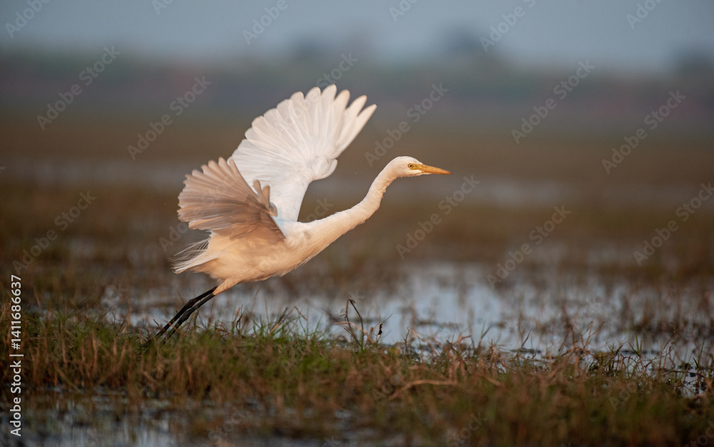 Egret bird taking off in the wetlands. Close up, selective focus.