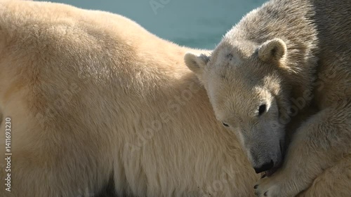Wild polar bear cub sleep with his mother big polar bear near water in morning sunlight at a national park