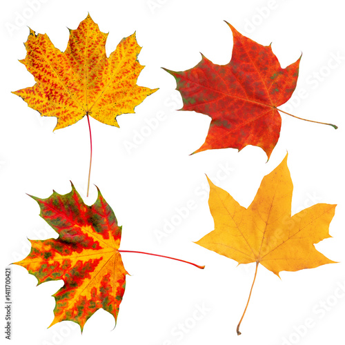 Vibrant Autumn Maple Leaves Isolated on a Transparent Background