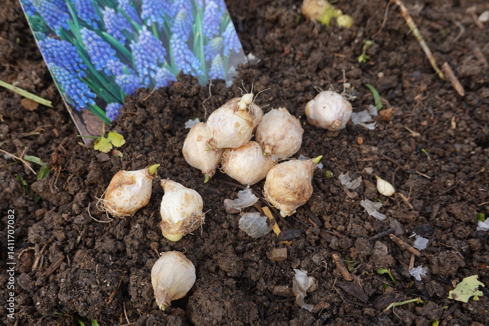 Φωτογραφία Gardener planting muscari bulbs in the garden soil