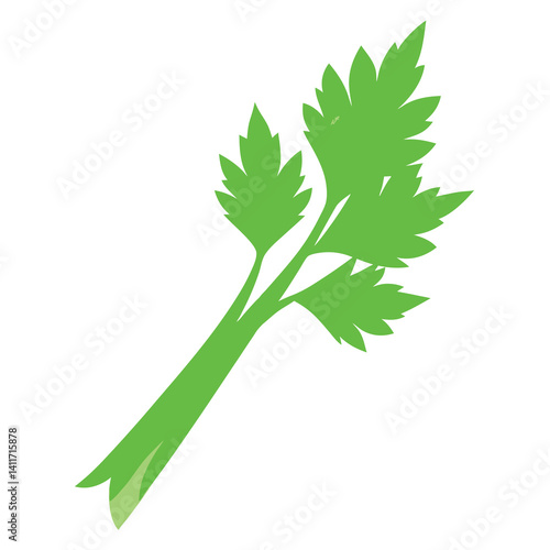 Fresh celery leaf single on clean white background. 