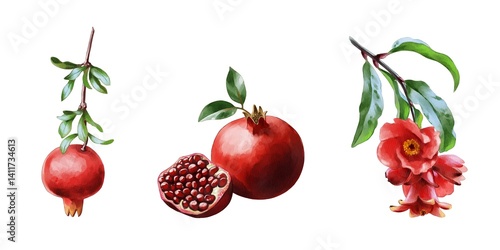 Colorful pomegranates and blossoms beautifully depicted on a white background highlighting nature's bounty