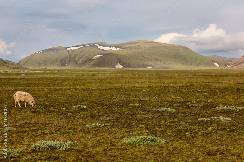 Green landscape with sheep. Fjallabak. South area. Iceland