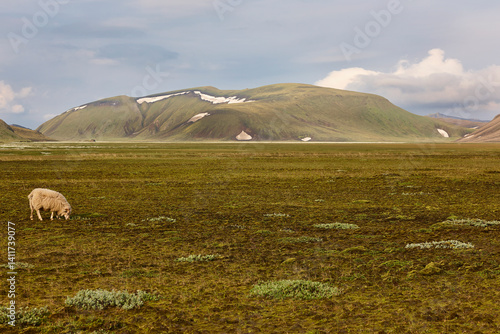 Obraz na płótnie Green landscape with sheep. Fjallabak. South area. Iceland w salonie