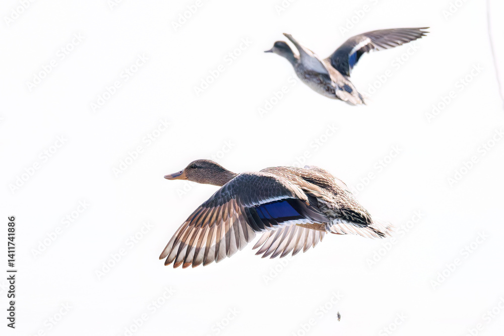 Fototapeta premium 飛翔する美しいコガモ（カモ科）他の群れ 英名学名：Common Teal (Anas crecca, family comprising Mareca ducks) 栃木県栃木市渡良瀬遊水地-2025 