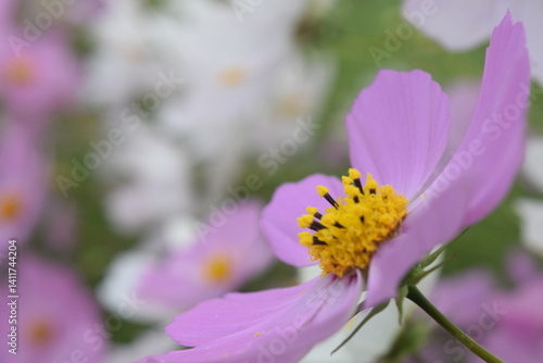 bee on pink flower