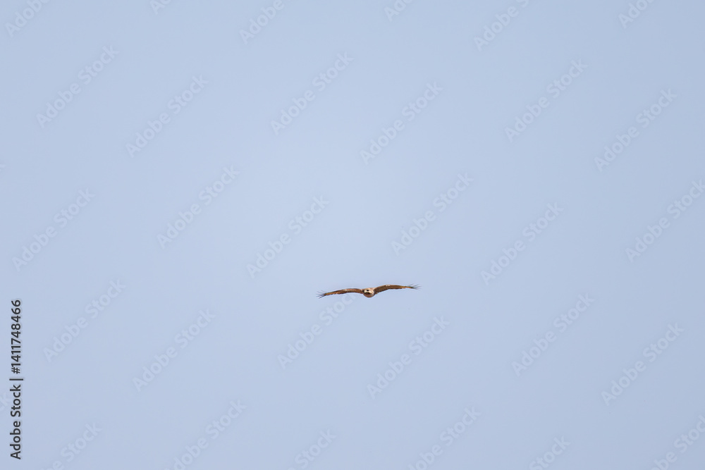 狩りのために葦原を飛翔する美しいノスリ(タカ科)
英名学名:Eastern Buzzard (Buteo japonicus, family comprising hawks)
栃木県栃木市渡良瀬遊水地-2025
狩りのために葦原を飛翔する美しいノスリ(タカ科)
英名学名:Eastern Buzzard (Buteo japonicus, family comprising hawks)
栃木県栃木市渡良瀬遊水地-2025