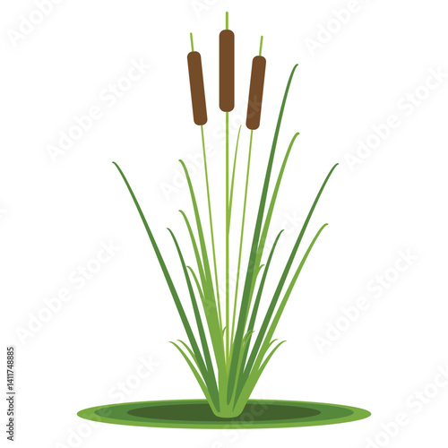 Cattail plant isolated on white, vector illustration