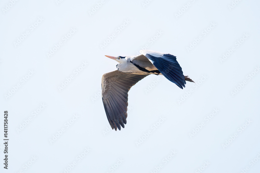 Obraz premium 飛翔する美しいアオサギ（サギ科） 英名学名：Grey Heron (Ardea cinerea) 栃木県栃木市渡良瀬遊水地-2025 