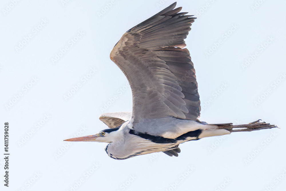 Obraz premium 飛翔する美しいアオサギ（サギ科） 英名学名：Grey Heron (Ardea cinerea) 栃木県栃木市渡良瀬遊水地-2025 
