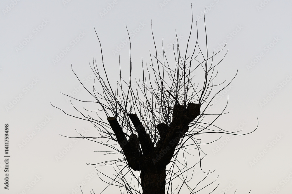 Damaged tree after pruning, leafless tree silhouette against clear sky. Damaged tree trunk standing tall with damaged and dry branches after poor pruning technique known as topping