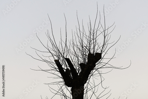 Obraz na płótnie Damaged tree after pruning, leafless tree silhouette against clear sky. Damaged tree trunk standing tall with damaged and dry branches after poor pruning technique known as topping w salonie