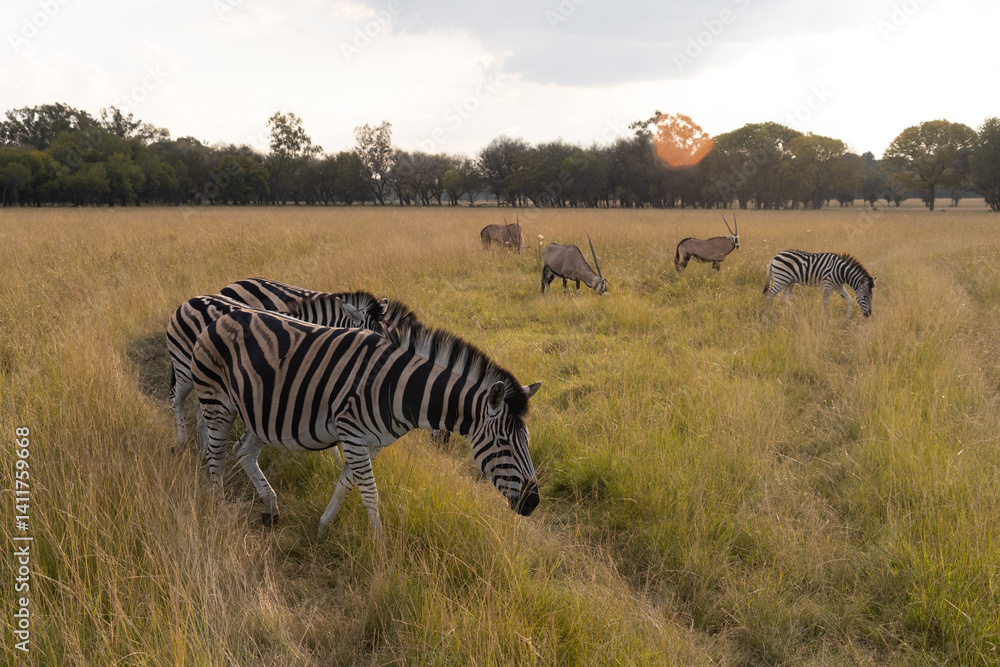 Obraz premium ZEBRA LIFE 
