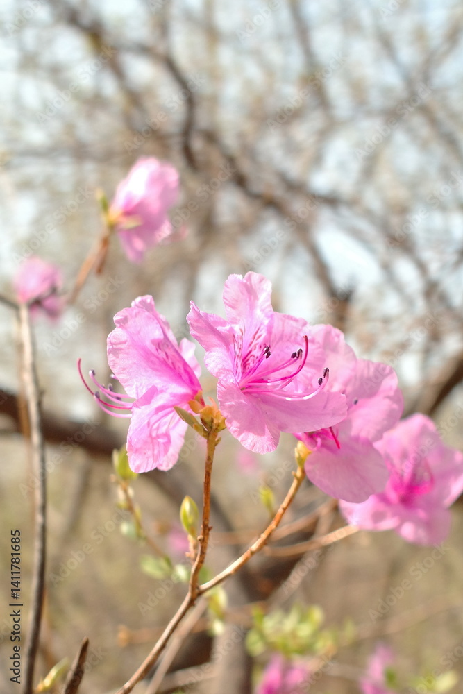 Obraz premium 봄 계절에 창덕궁 내부에 핀 분홍빛 진달래