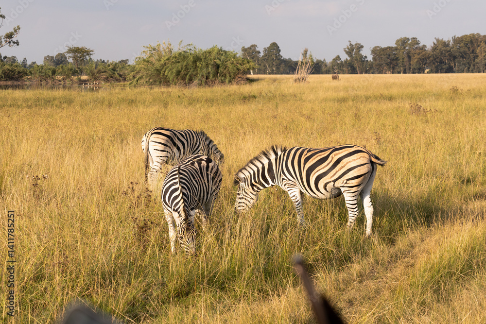 Fototapeta premium Zebras in Nature