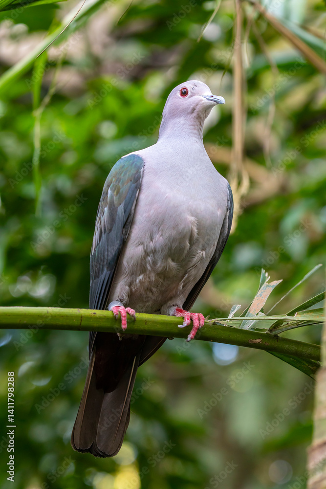 The island imperial pigeon (Ducula pistrinaria) is a species of bird in the family Columbidae. It is found in the Bismarck Archipelago and the Solomon Islands archipelago, The island imperial pigeon (Ducula pistrinaria) is a species of bird in the family Columbidae. It is found in the Bismarck Archipelago and the Solomon Islands archipelago,