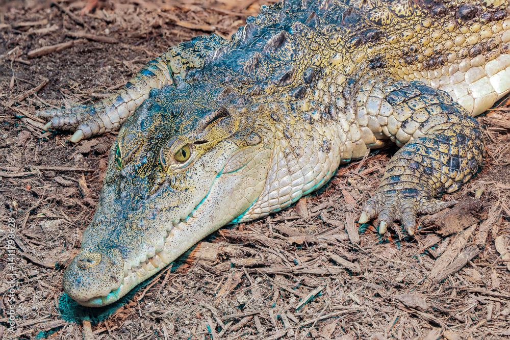 Fototapeta premium The Philippine crocodile (Crocodylus mindorensis) is one of two species of crocodiles found in the Philippines; went from data deficient to critically endangered in 2008