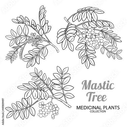 Mastic Tree Branch with Flowers, Berries and Leaves Outline Illustration. Essential oil ingredient for aromatherapy, health care, alternative medicine. Vector isolated for design or decoration.