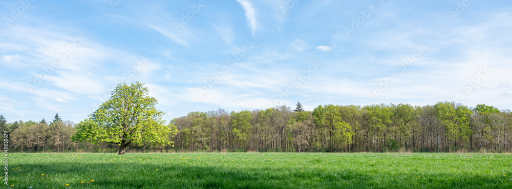spring forest shows early spring colors. near meadow with chestnut tree in the netherlands
