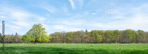Obraz na płótnie spring forest shows early spring colors. near meadow with chestnut tree in the netherlands w salonie