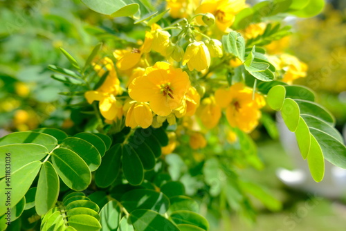yellow flowers in the garden