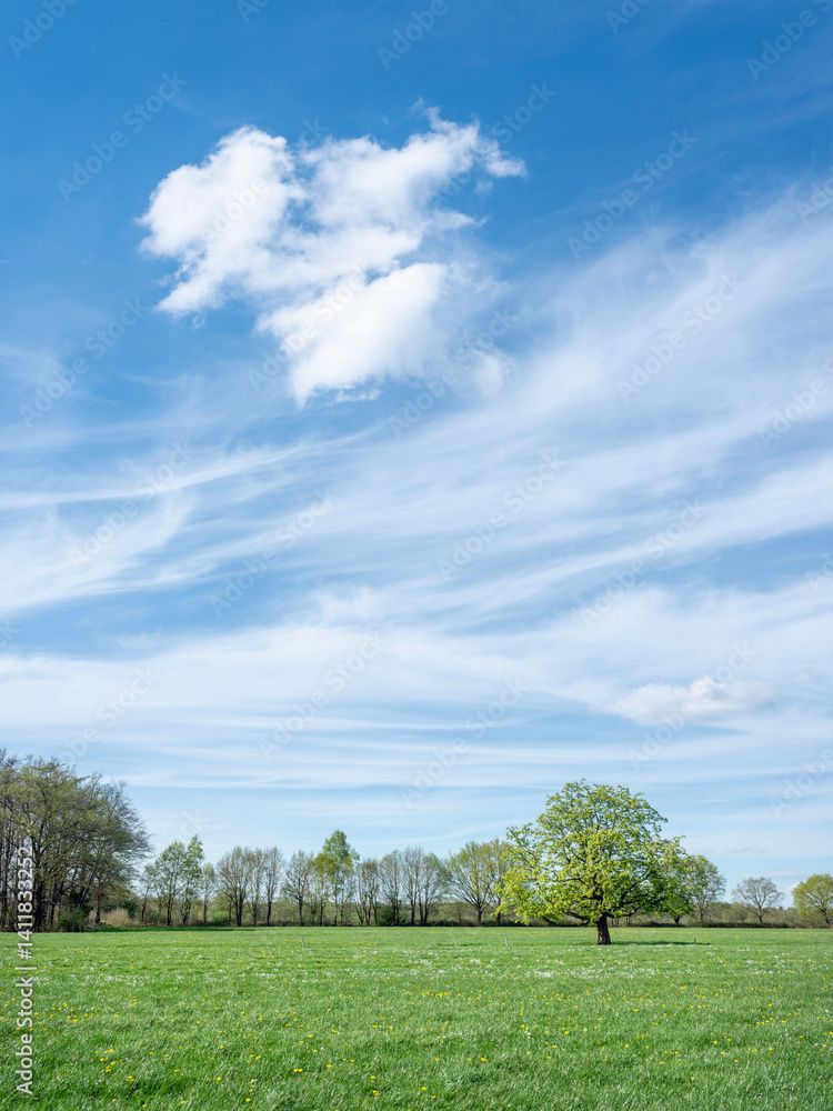spring forest shows early spring colors. near meadow with chestnut tree in the netherlands