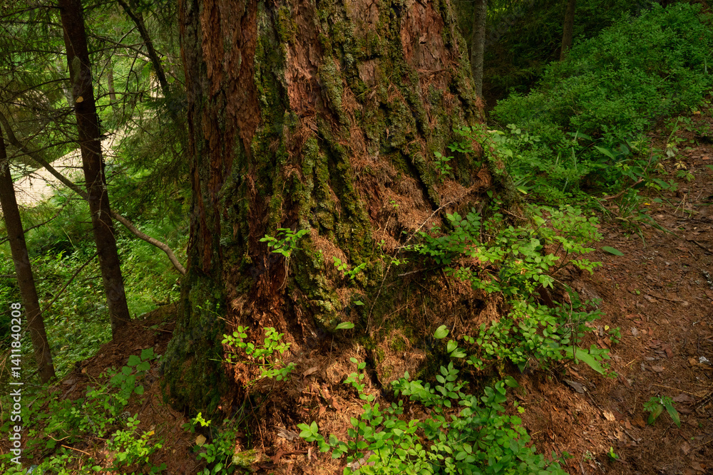 Close up of Old Mossy Tree Trunk with Wild Green Plants in Natural Forest, Sunlight, Nature Conservation Close up of Old Mossy Tree Trunk with Wild Green Plants in Natural Forest, Sunlight, Nature Conservation