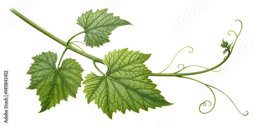 Grapevine Branch with Leaves, Botanical Illustration, Isolated on Transparent Background, Vitis Vinifera, Vine, foliage, botany