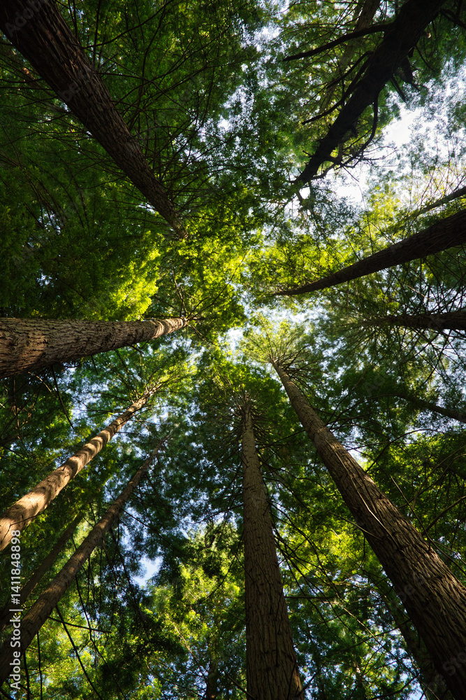 Fototapeta premium Redwood trunks seen from below that are lost in the sky. It is a very long-lived evergreen tree and the tallest conifer in existence. Scientific name: Sequoia sempervirens. Vertical position.