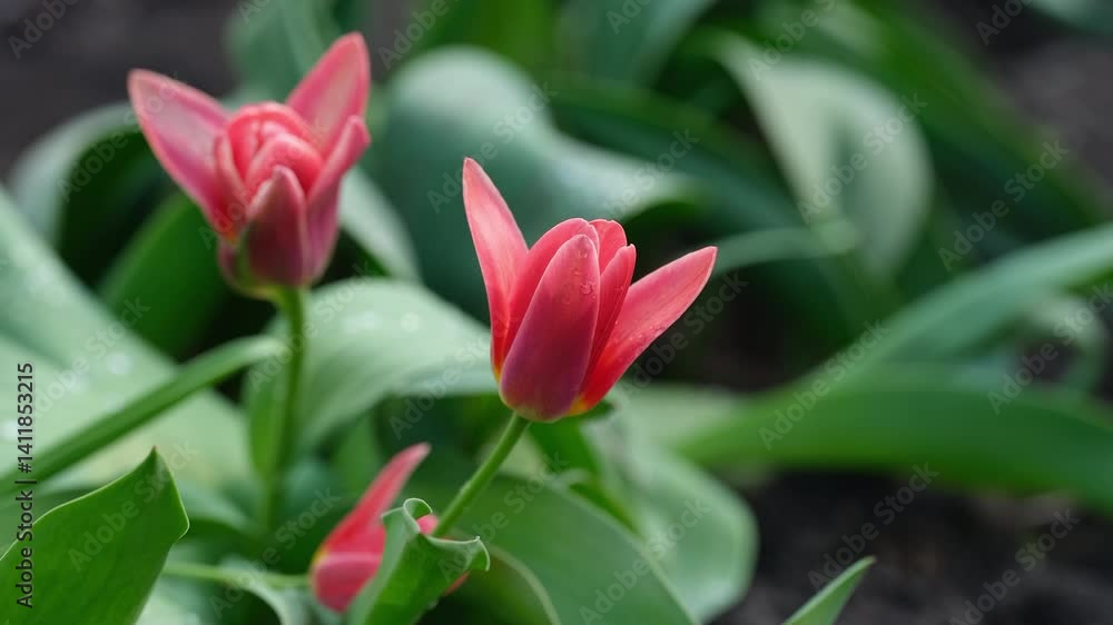 Pink tulips flowering in the garden after rain. Pink tulips flowering in the garden after rain.