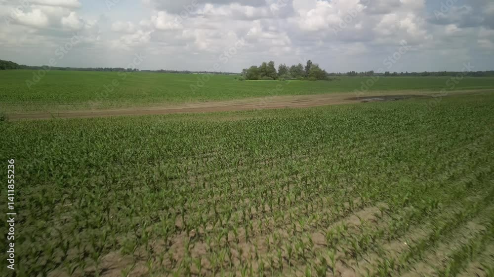 Aerial View of the Field with Young Green Corn in Ukraine Aerial View of the Field with Young Green Corn in Ukraine