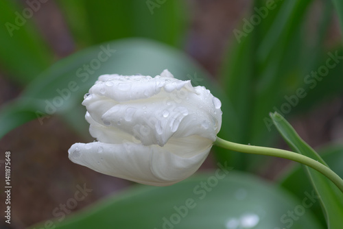 A white parrot tulip, a flower head with water droplets on a defocused natural background. Selective focus