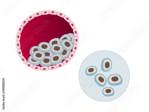 Blastocyst for stem cells cellular biology regenerative medicine tissue repair research blastocoel development process