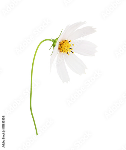 Closeup of white cosmos flo...
