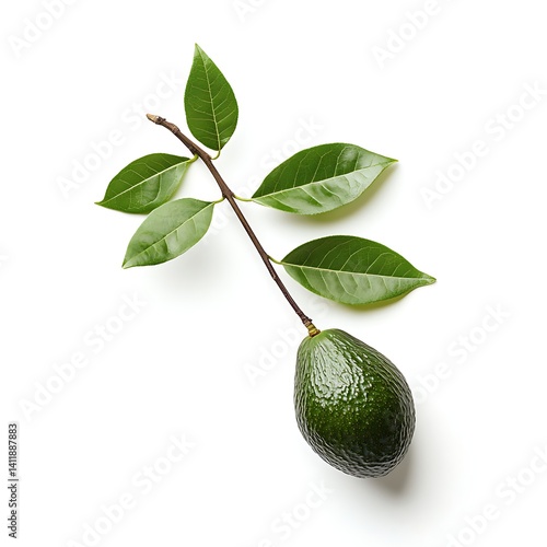 Wallpaper Mural Avocado on the branch with leaves, isolated on a white background Torontodigital.ca