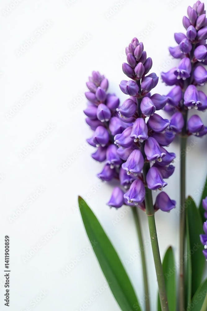 Obraz premium Fresh lavender blooms on clean white backdrop, relaxation, purple