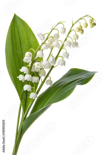 Lily of the valley isolated on transparent background