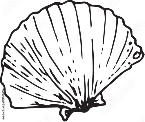 Seashell. Vector hand drawn illustration of seashell on isolated background in outline style. Seashell engraving drawn with black ink for icon or logo. Line sketch.
