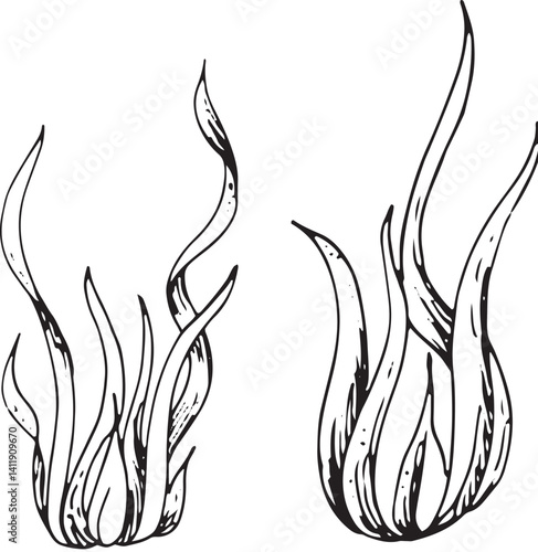 Set of seaweed and coral. Vector hand drawn illustration of seaweed on isolated background in outline style. Engraving of coral drawn with black ink for icon or logo. Line sketch.