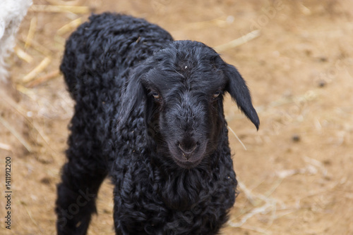 Small curly black lamb. Domestic farm animals.