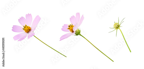 Set of pink cosmos flowers ...