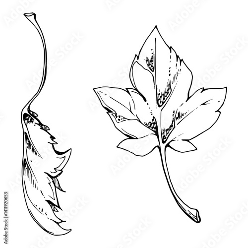 Green leaves of flower, bush tree foliage hand drawn in vector ink, Currant gooseberry maple sycamore poplar. Isolated botanical illustration. Wedding, florist shop, scrapbooking decoupage, cosmetics